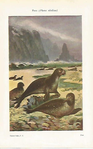 LAMINA ESPASA 28529: Phoca vitulina o foca
