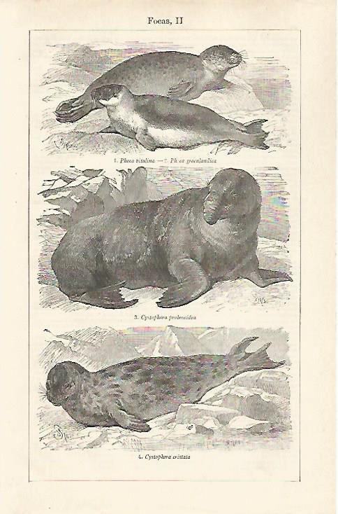 LAMINA ESPASA 28530: Foca de Groenlandia 