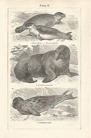LAMINA ESPASA 28530: Foca de Groenlandia 