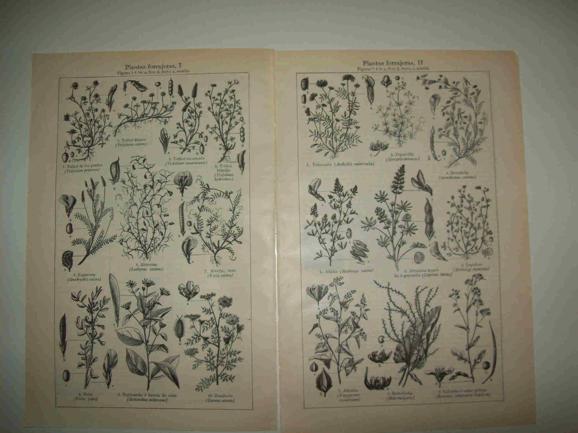 LAMINA ESPASA 28567: Plantas forrajeras