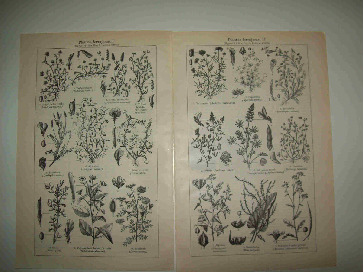 LAMINA ESPASA 28567: Plantas forrajeras