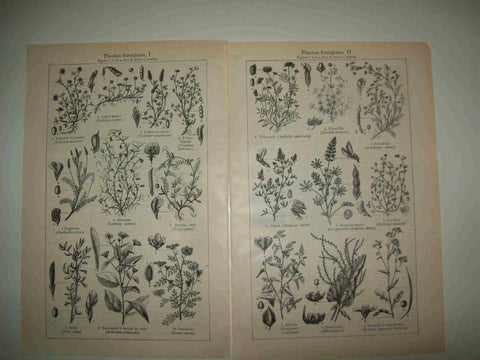 LAMINA ESPASA 28567: Plantas forrajeras