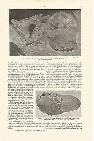 LAMINA ESPASA 28579: Craneo de dinosaurio del desierto de Gobi
