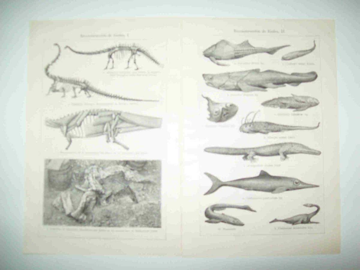 LAMINA ESPASA 28580: Esqueletos de dinosaurios (son dos laminas)