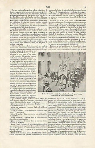 LAMINA ESPASA 28592: La flor de lis de Florencia