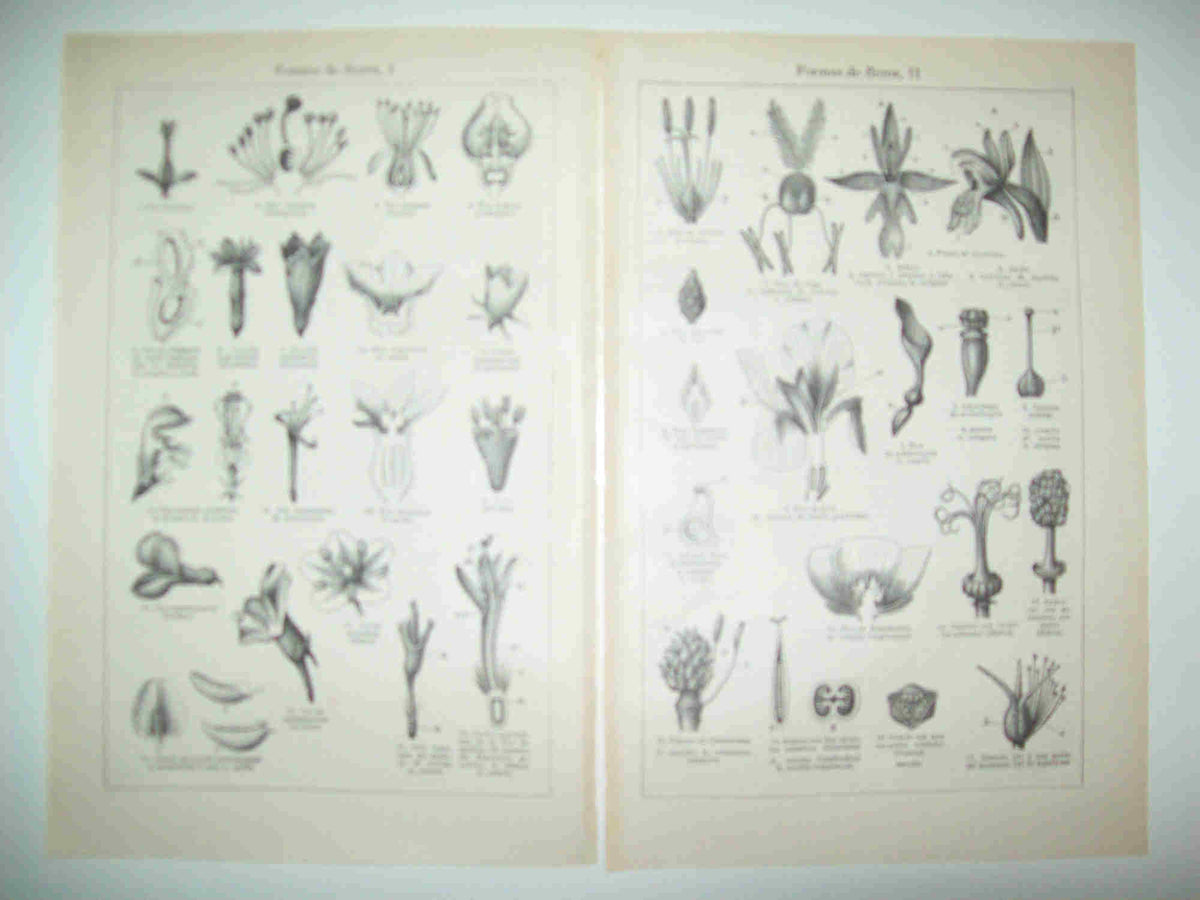 LAMINA ESPASA 28596: Formas de flores