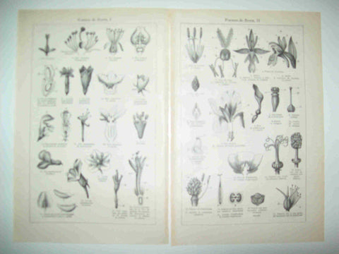 LAMINA ESPASA 28596: Formas de flores