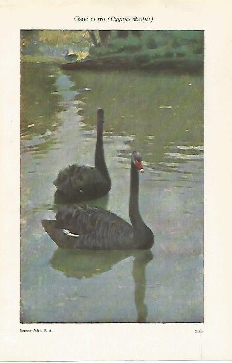 LAMINA ESPASA 28606: Cisne negro