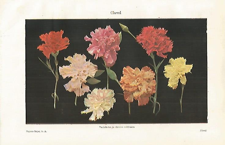 LAMINA ESPASA 28651: Clavel