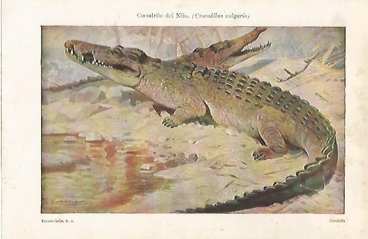LAMINA ESPASA 28686: Cocodrilo del Nilo