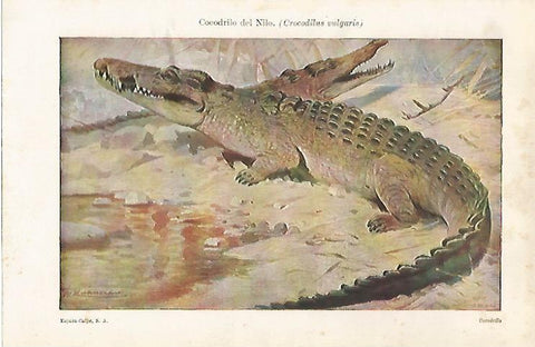 LAMINA ESPASA 28686: Cocodrilo del Nilo