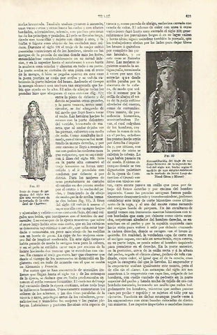 LAMINA ESPASA 28781: Traje de dama del siglo XII