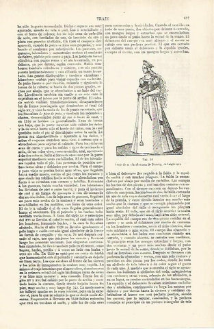 LAMINA ESPASA 28784: Traje de novia alemana del siglo XVI