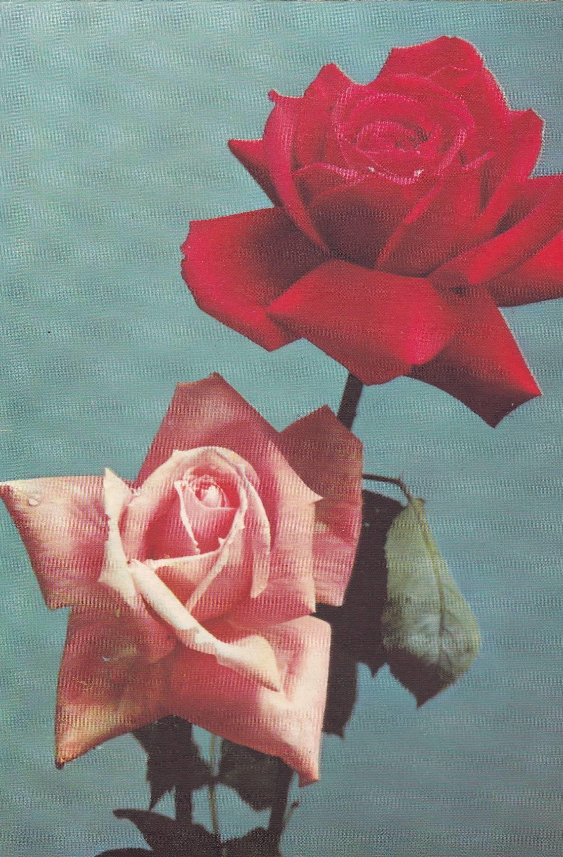 POSTAL B6082: IMAGEN TALLO DE DOS ROSAS