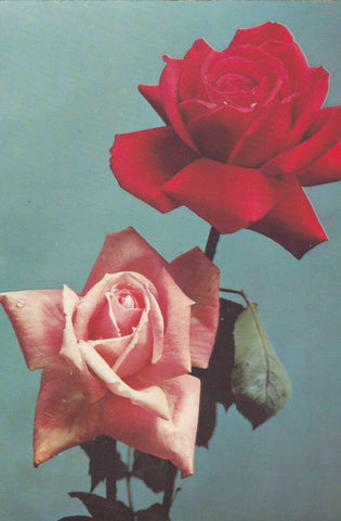 POSTAL B6082: IMAGEN TALLO DE DOS ROSAS