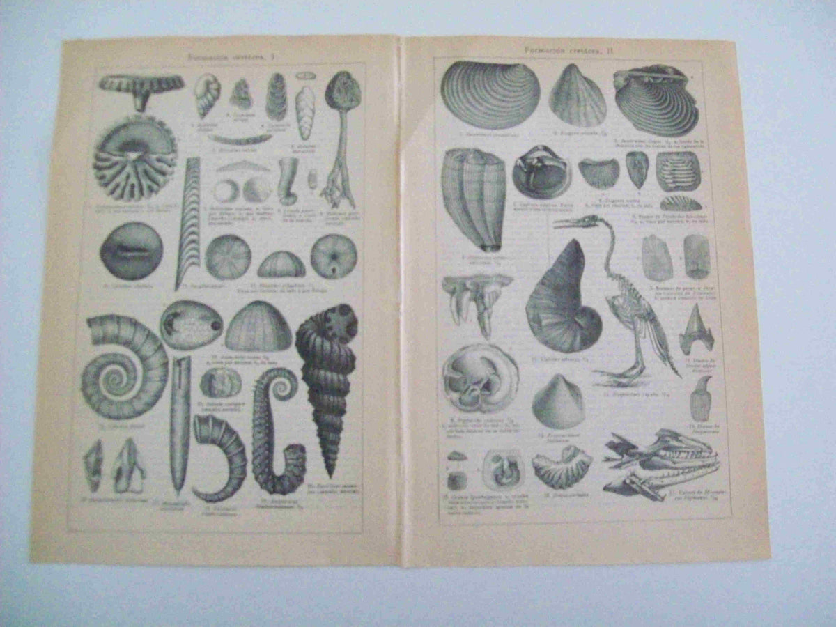 LAMINA ESPASA 14184: Formacion cretacea