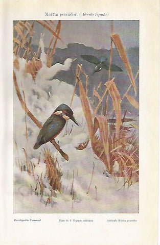 LAMINA ESPASA 1125: Martin pescador o Alcedo ispida