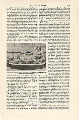 LAMINA ESPASA 18757: Marforio museo Capitolino