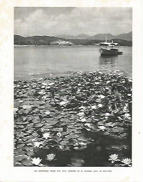 LAMINA 10473: Nenufares en el lago de Banyoles Girona