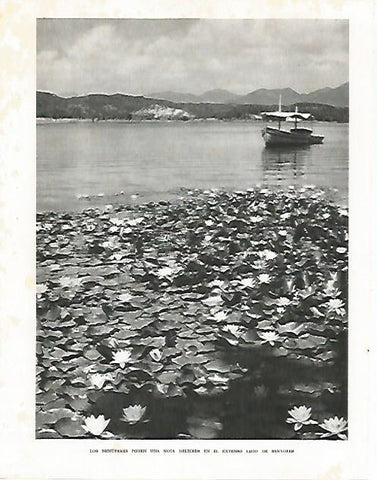 LAMINA 10473: Nenufares en el lago de Banyoles Girona