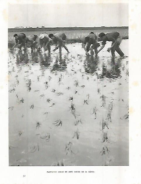 LAMINA 10676: Arrozales de Sant Carles de la Rapita