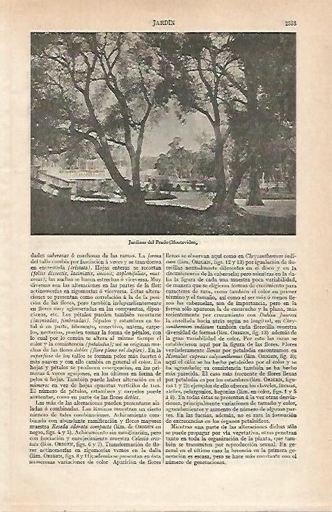 LAMINA ESPASA 20980: Jardines del Prado en Montevideo