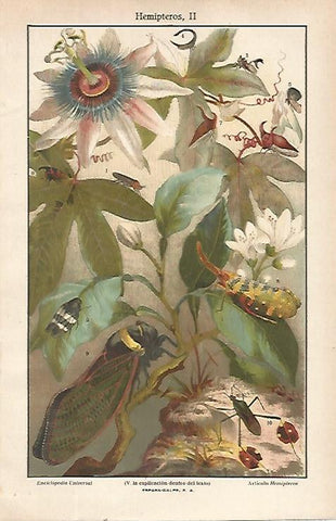 LAMINA ESPASA 21623: Especies de hemipteros