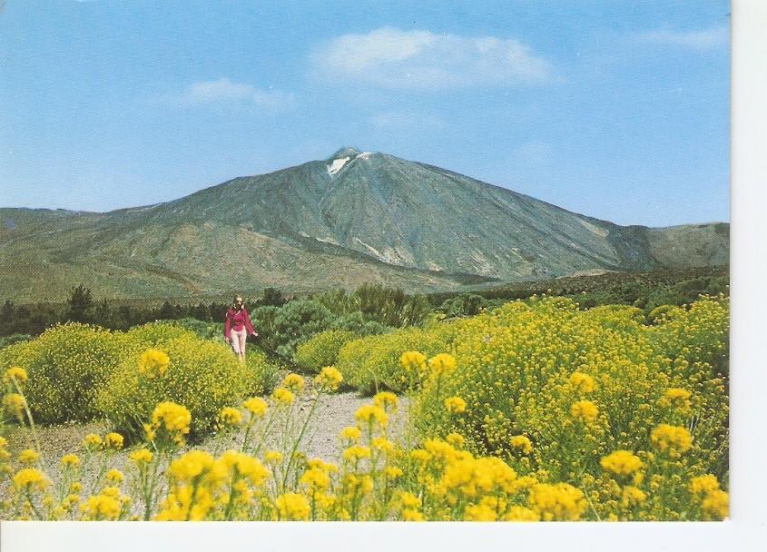Postal 029673 : Teide. Flores en el Valle de Ucanca