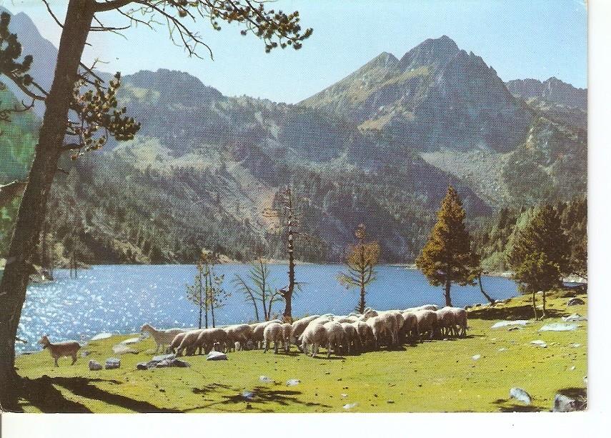 Postal 042537 : Pirineos de Lerida. El Pallars. Valle de lEspot. Ganaderia en San Mauricio