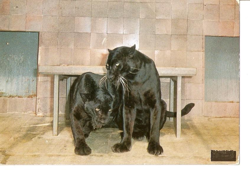 Postal 040537 : Parque Zoologico de Barcelona. Panteras negras