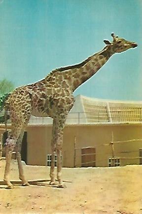 POSTAL 53141: ZOO DE BARCELONA. Jirafa