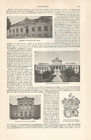 LAMINA ESPASA 28873: Escuelas de Veterinaria en Lisboa Montevideo y Berlin
