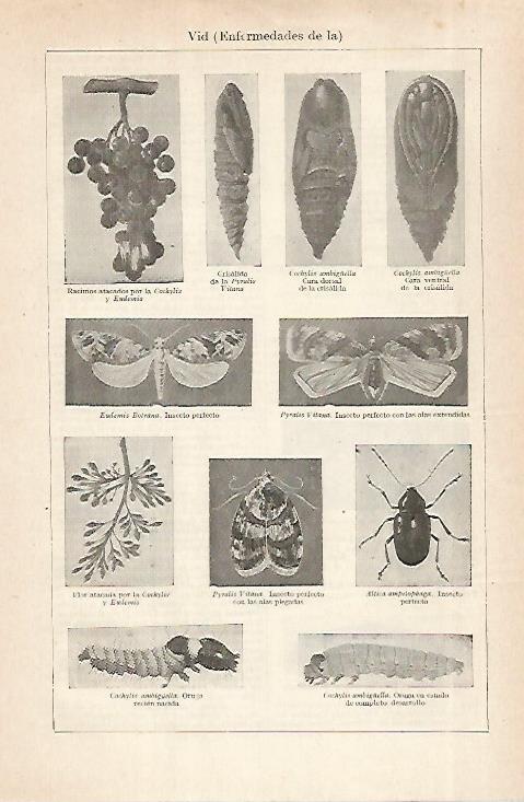 LAMINA ESPASA 28933: Insectos que atacan a la vid
