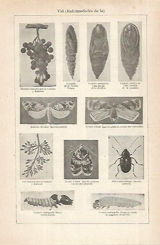LAMINA ESPASA 28933: Insectos que atacan a la vid