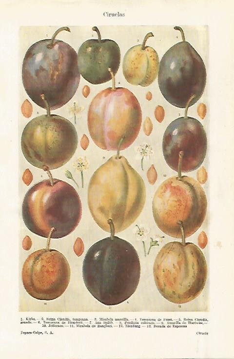 LAMINA ESPASA 29269: Ciruelas