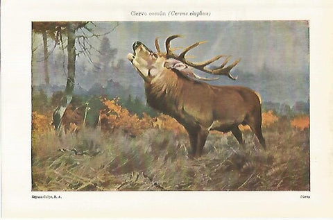 LAMINA ESPASA 29277: Ciervo comun o Ceervus elaphus