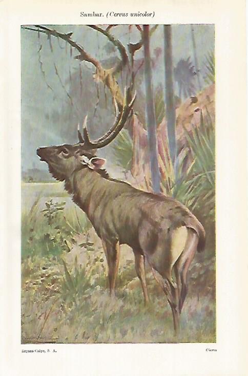 LAMINA ESPASA 29278: Sambar o cervus unicolor
