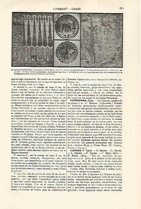 LAMINA ESPASA 29295: El cipres en la decoracion