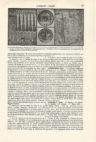 LAMINA ESPASA 29295: El cipres en la decoracion