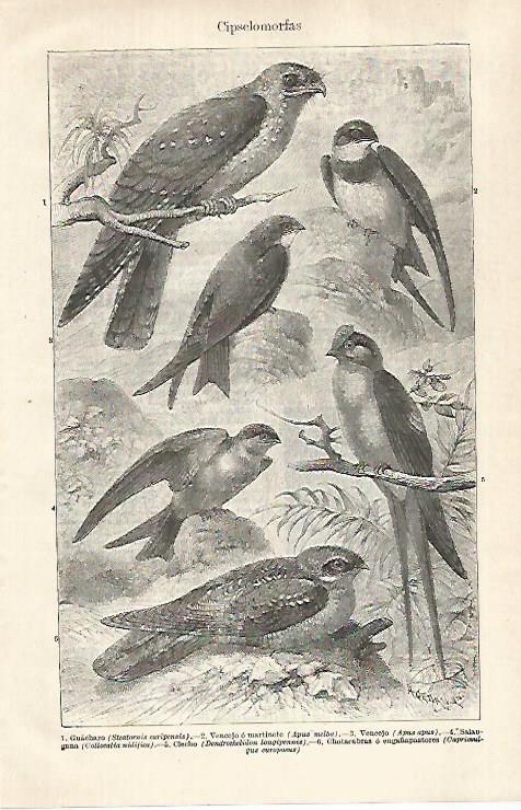 LAMINA ESPASA 29296: Cipselomorfas