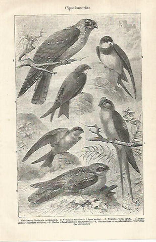 LAMINA ESPASA 29296: Cipselomorfas