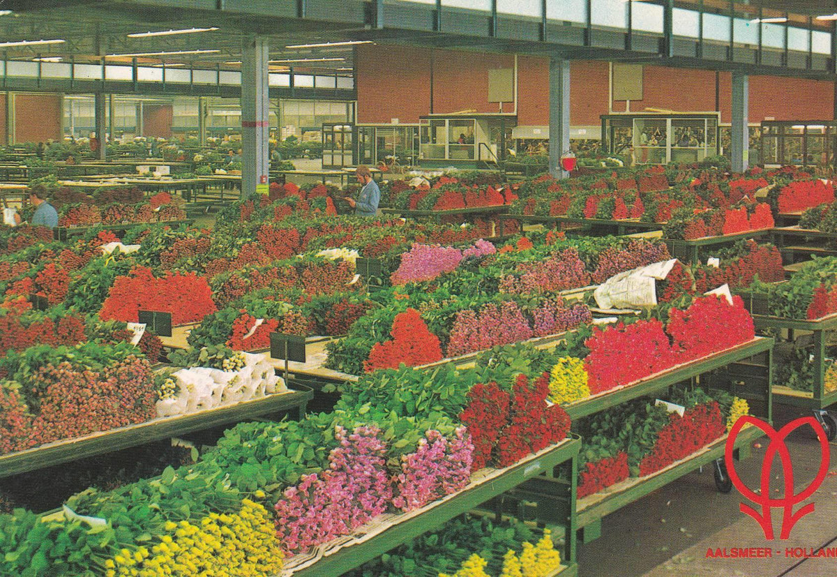 POSTAL B6141: ROMANIA: MERCADO DE FLORES