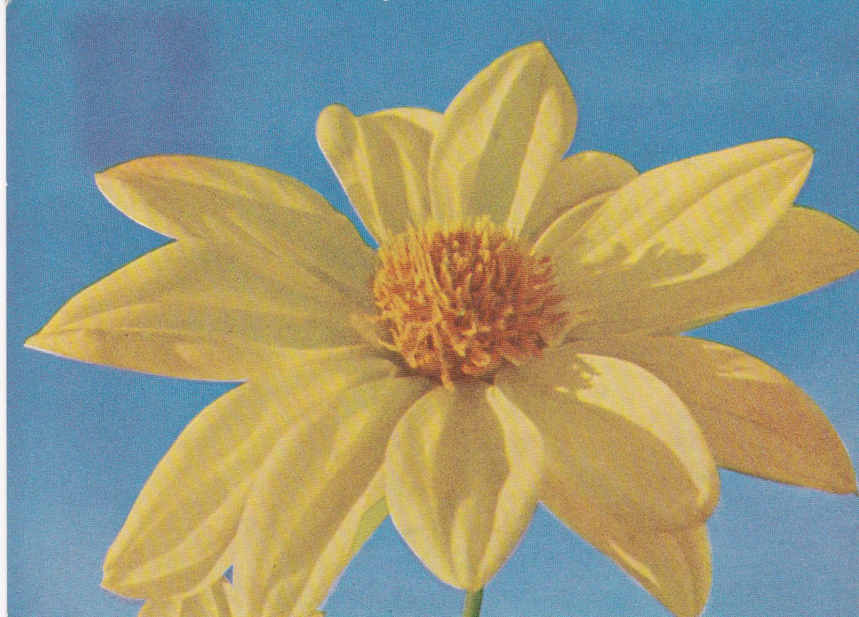 POSTAL B6162: DALIA