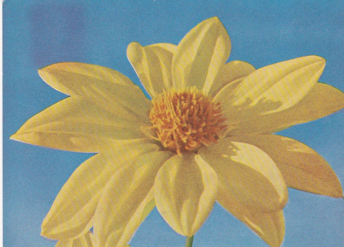 POSTAL B6162: DALIA