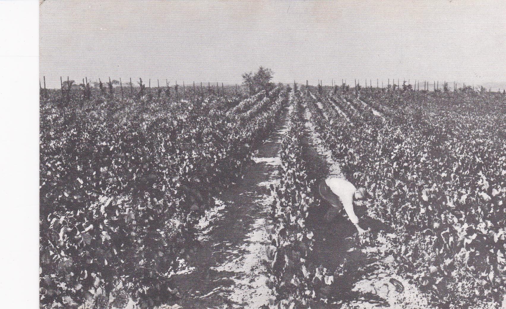 POSTAL B6243: CASA CODORNIU: VIÑEDOS