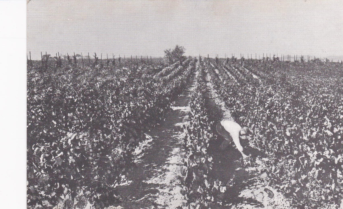POSTAL B6243: CASA CODORNIU: VIÑEDOS