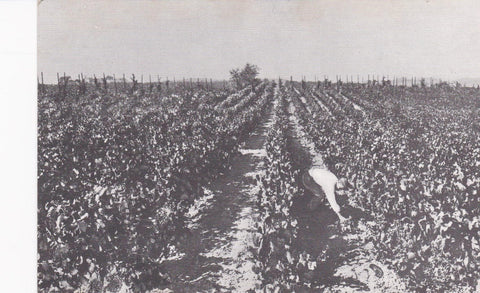 POSTAL B6243: CASA CODORNIU: VIÑEDOS