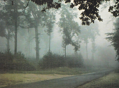 POSTAL B6478: FRANCIA: BOSQUE FRONDOSO