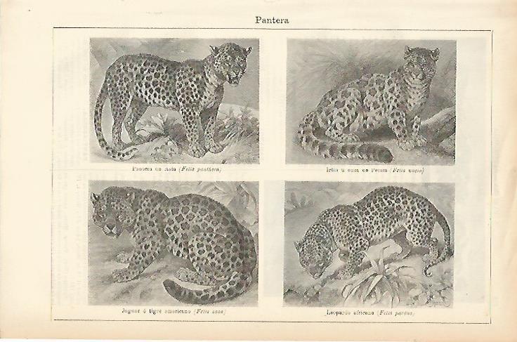 LAMINA ESPASA 1438: Tipos de pantera