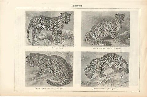 LAMINA ESPASA 1438: Tipos de pantera
